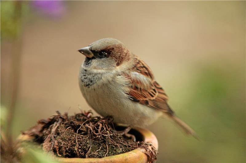 Stunde der Gartenvögel: Auf der Suche nach Spatz und Taube Häufigster Zählvogel 2022: Der Haussperling. Foto: Fotonatur
