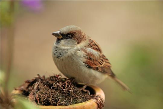 Häufigster Zählvogel 2022: Der Haussperling.  Foto: Fotonatur