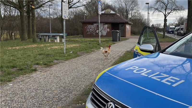 Hahn Hermann wurde von privaten Tierrettern eingefangen. (Archivbild)