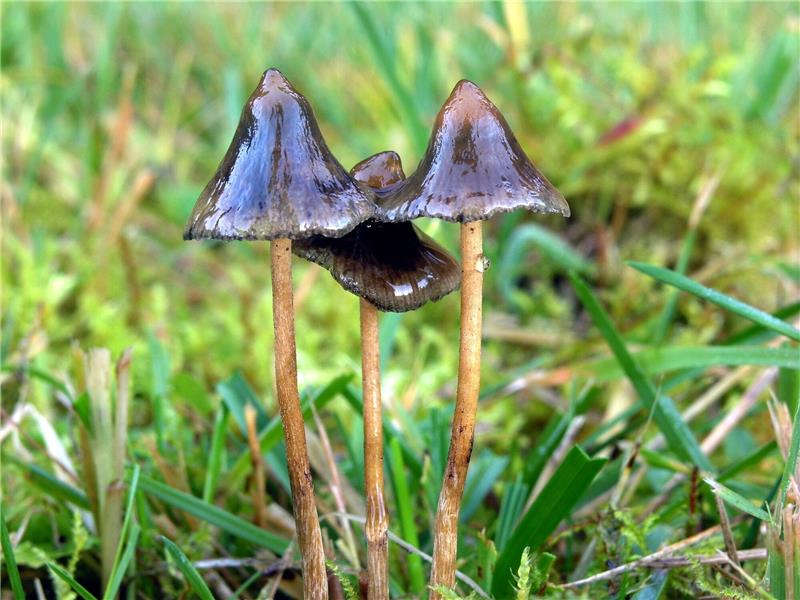 Der Prinz und die Psychedelika - Wann sind Drogen Medizin? Halluzinogene Pilze können auch für psychotherapeutische Zwecke eingesetzt werden.
