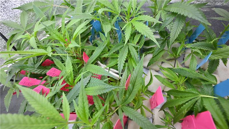 Hanf-Anbauvereine sollen nach der Teillegalisierung von Cannabis eine Alternative zum illegalen Markt für Hanfprodukte sein.