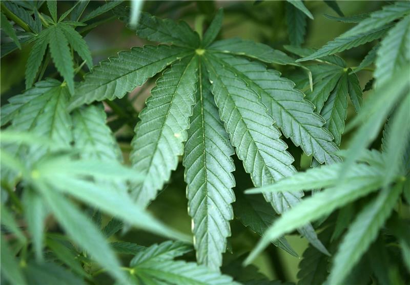 Regierung arbeitet an „Riesengesetz” für Cannabis-Freigabe Hanf-Pflanzen (Cannabis) wachsen in einem Garten.