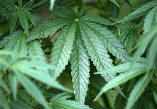 Hanf-Pflanzen (Cannabis) wachsen in einem Garten.