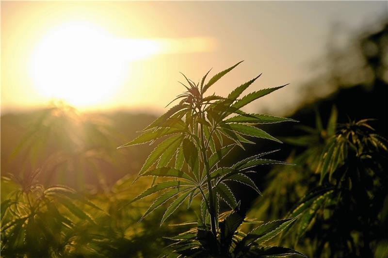 Cannabis auf Rezept: Arzt aus Döhren setzt auf heilende Wirkung Hanf zählt zu den ältesten Nutzpflanzen der Erde. Foto: pixabay