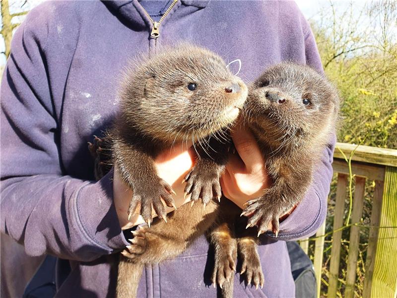 Harvey und Hazel haben sich in der Wildtierstation in Klein Offenseth-Sparrieshoop gut eingelebt.