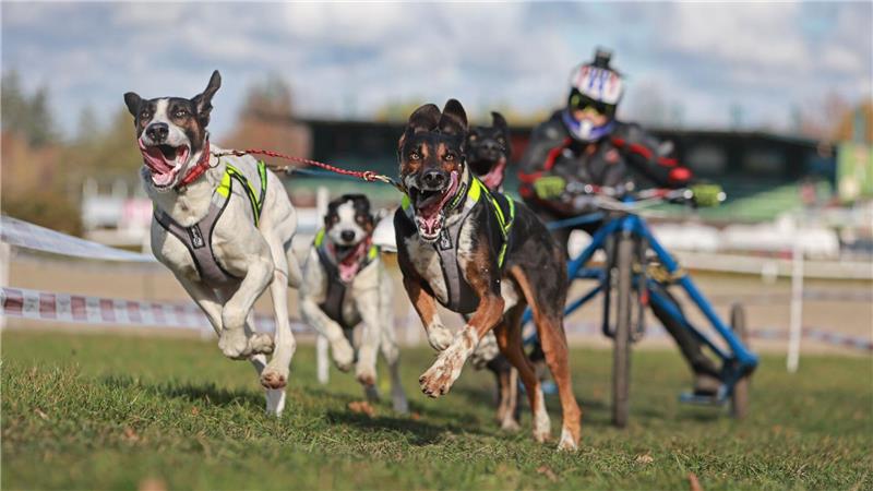 Harzer Luchstrail: Beim Hundeschlittenrennen im Harz geht es zur Sache.