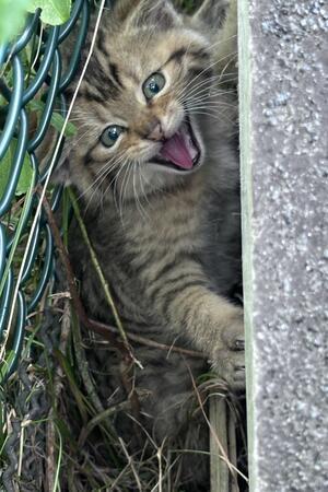 Diese süßen Wildkatzenbabys lagen zum Sterben an der Autobahn „Hau ab!“ Maxi mag es nicht, wenn irgendwer sie und ihren Bruder, der sich hinter sie gequetscht hat, fotografiert.