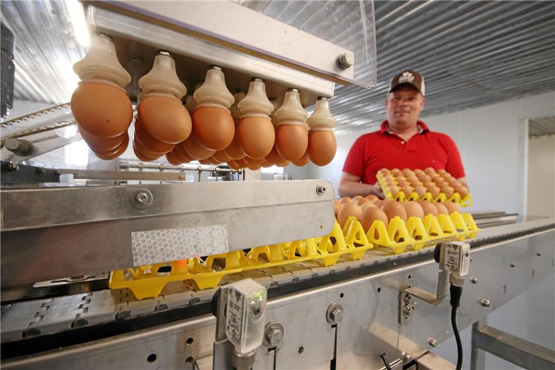 Wie ein Bio-Hof mit eigener Nudelei die Wertschöpfung erhöht Haukes Bruder Jan Gaus an der Packstation. Die beiden Brüder betreiben Ställe mit zusammen mehr als 25.000 Bio-Legehennen. Foto: Gereke