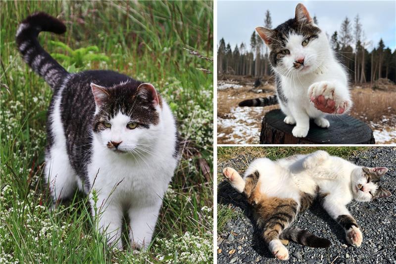 Hauskater Hugo vermisst: Sorge im Harzburger Wildkatzengehege Hauskater Hugo. Collage: Wackrow