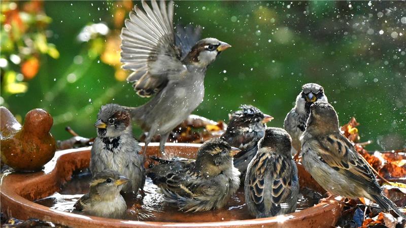 Haussperlinge baden in einer Vogeltränke.