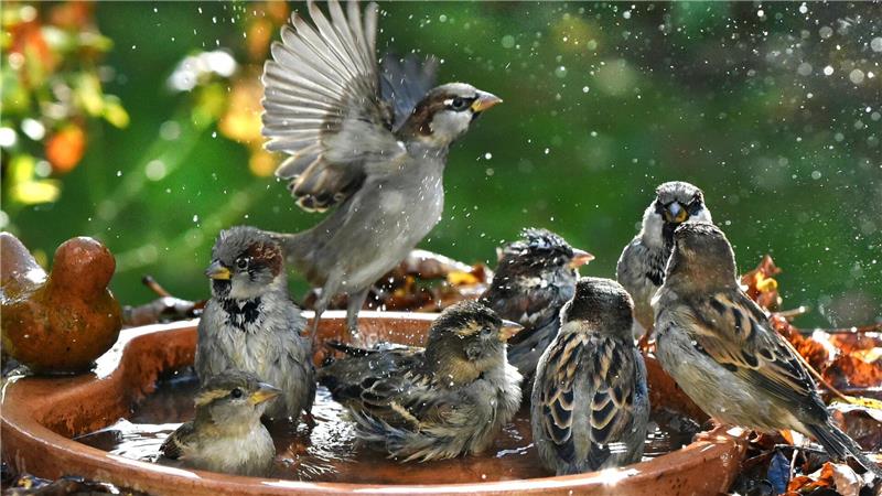 Haussperlinge sind immer in der Gruppe unterwegs und brauchen deshalb Nistplätze und Nahrung für viele Vögel. (Symbolbild)