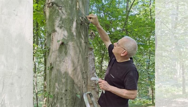 Retten Harzer Hefepilze die Zukunft des deutschen Bieres? Hefe-Jagd: Prof. Dr. Frank Endres ist auf der Suche nach den Bäumen mit den richtigen Pilzen.