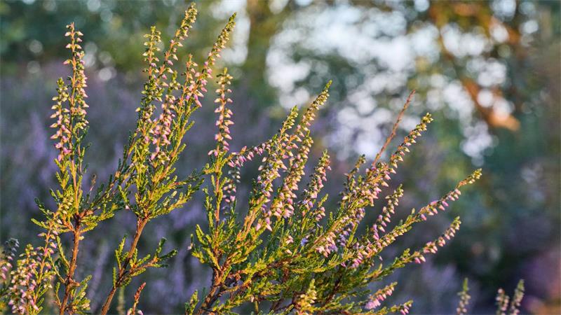 Brennnesseln statt Chia: Kräuterwanderung zur Heideblüte Heidepflanze bei Kräuterwanderung.