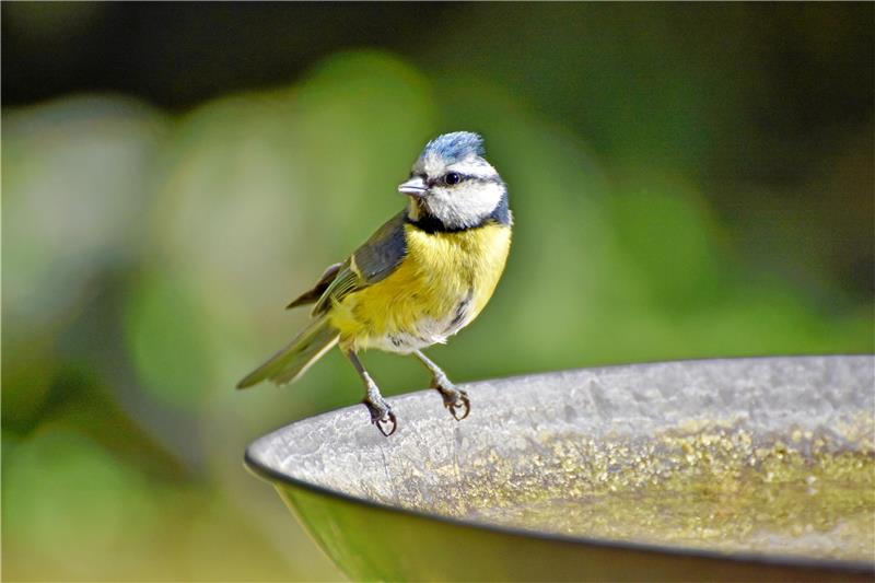 Heimische Vögel wie die Blaumeise freuen sich an heißen Tagen über das Aufstellen von Wasserschalen. Foto: Pixabay