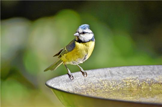 Heimische Vögel wie die Blaumeise freuen sich an heißen Tagen über das Aufstellen von Wasserschalen. Foto: Pixabay