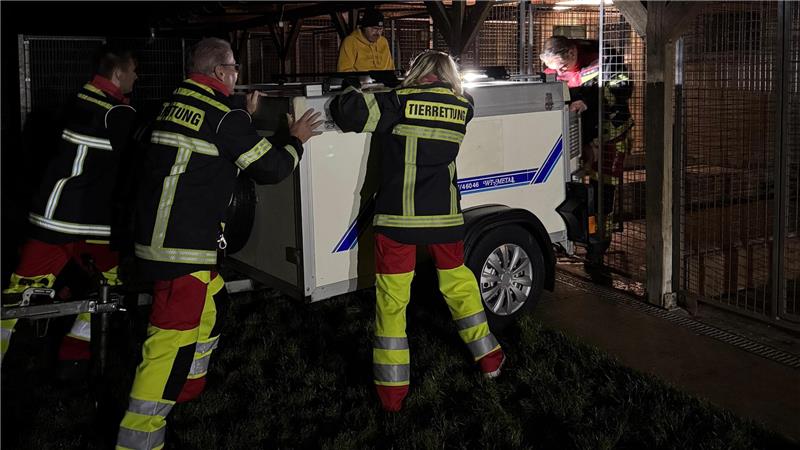 Frau aus dem Südharz hält 130 verwahrloste Hunde im Haus Helfer der Tierrettung aus dem Harzkreis bringen Hunde in einer Box in den Zwinger des Tierheims Derenburg.