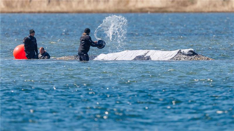 Helfer schütten Wasser auf den Rücken des Tieres.