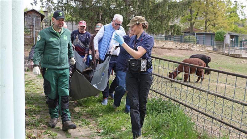 Helfer tragen die Braunbärdame Teddy mit einem Tragetuch zur Transportbox