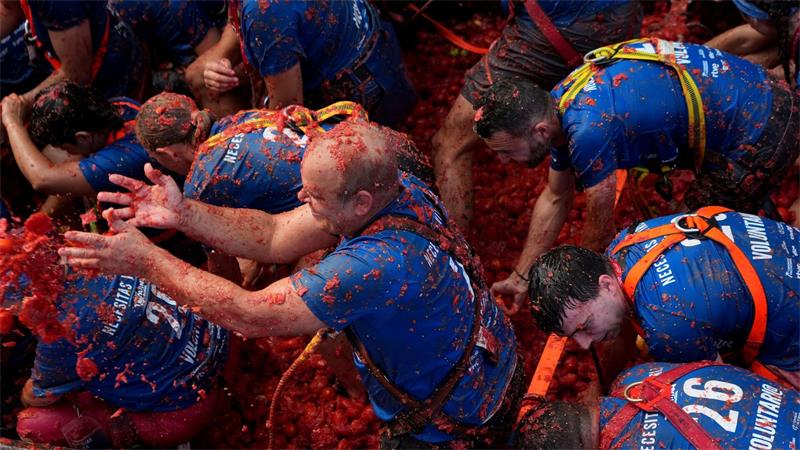 Helfer werfen die überreifen und weichen Tomaten von langsam durch die Innenstadt fahrenden Lastwagen in die Menschenmenge. Danach kippen die Lastwagen den Rest der rund 150 Tonnen roter Früchte ab und die Teilnehmer der „La Tomatina“ stürzen sich darauf, um sich mit neuen Wurfgeschossen zu versorgen. 