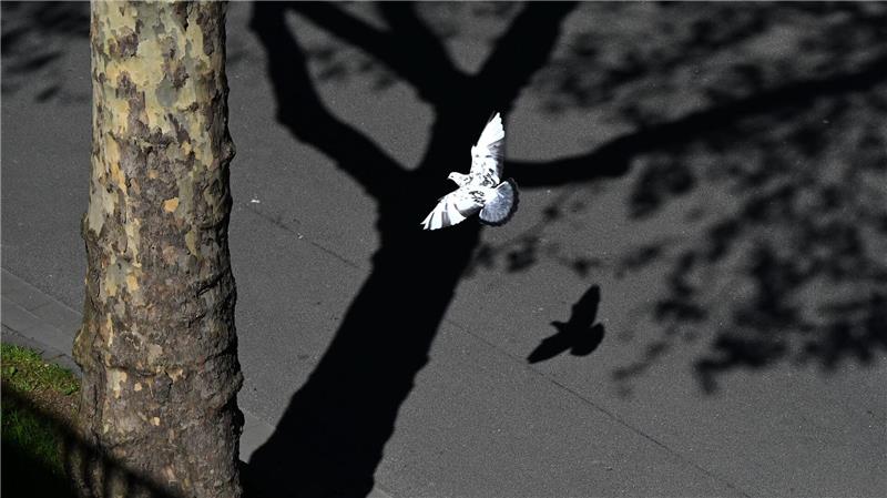 Hell und dunkel, Licht und Schatten: Eine Taube fliegt in Düsseldorf unter einem Baum entlang. 