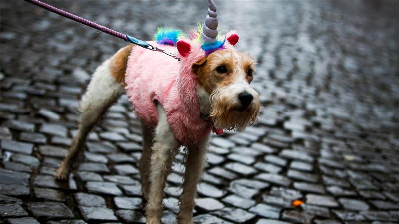 Hellau und Alaaf! Karneval bei Hundewetter.