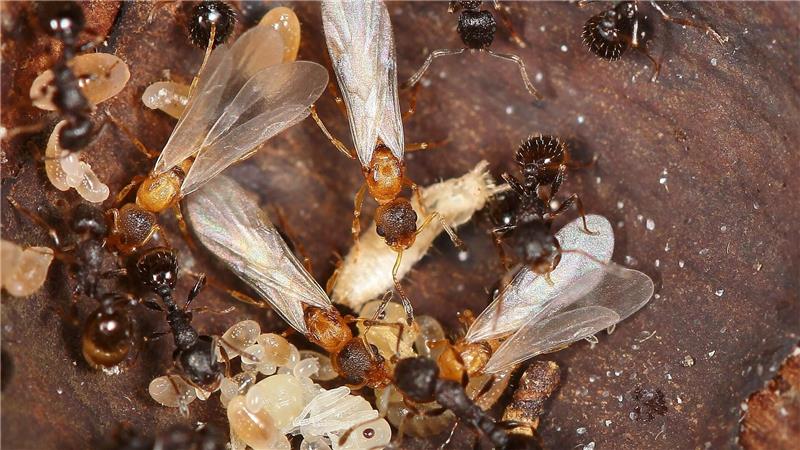 Hellbraune, geflügelte Ameisenköniginnen überfallen den Staat einer anderen Art und lassen dort den eigenen Nachwuchs aufziehen. 