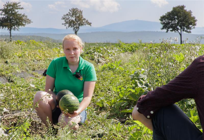 Im Nordharz reifen die Wassermelonen Henrike Vorlop auf dem Melonen-Acker mit Brockenblick. Eine Sorte ist dunkelgrün, eine andere hell-dunkel getigert. Foto: Peter Siergk/Funke Medien Gruppe