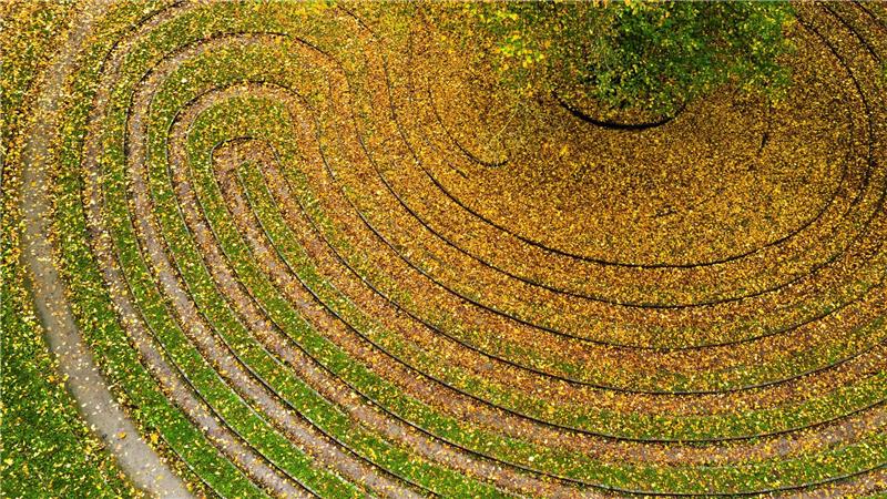 Herbstfarben im historischen Rasenlabyrinth „Das Rad“ 