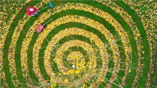 Herbstkunst im Garten: Ginkgo-Blätter in Spiralenform in einem Garten in Petersdorf