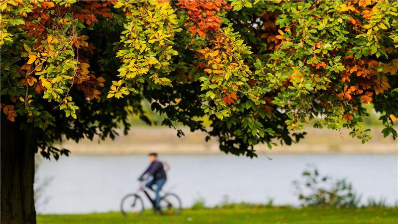 Bilder des Tages Herbsttag: Ein Radfahrer fährt in Köln hinter bunt verfärbten Blättern am Rheinufer entlang.