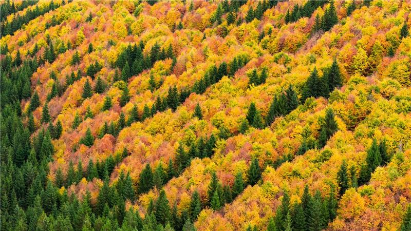 Herbstzauber im Harz: Farbenpracht wie im Indian Summer