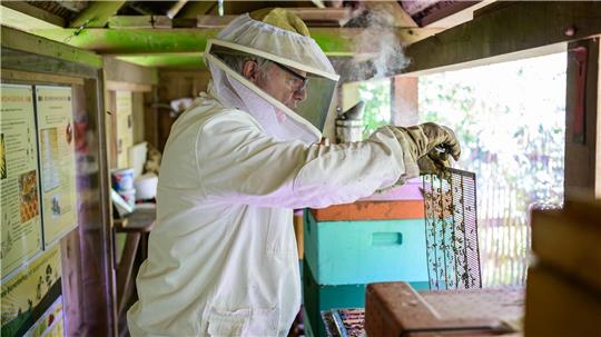 Hermann Benesch, Vorsitzender des Imkervereins am Kiekeberg, kontrolliert auf dem Museumsgelände einen Bienenstock. 