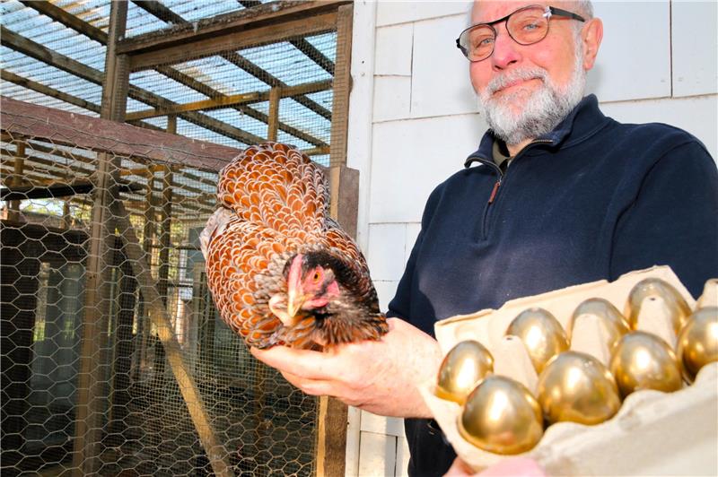 Goldhähnchen beschert Goldsegen für Züchter und GZ-Leser Hermann Schlüter (70) aus Bredelem hält seit seinem zwölften Lebensjahr Hühner. Aber sein aktueller Zuchterfolg mit den gold-blauen Zwerg-Wyandotten verblüfft sogar ihn.