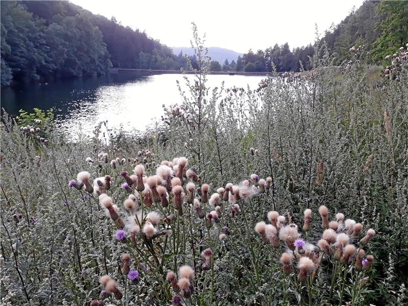 Herzberger Teich