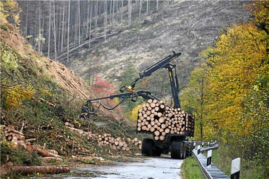 Hier duftet es nach Wald und viel frisch geschlagenem Holz: Was aussieht wie ein Weg mitten im Wald, ist tatsächlich das aktuelle Erscheinungsbild der Bundesstraße 241. Zwischen dem Goslarer Tierheim und Auerhahn ist sie noch bis einschließlich Freitag komplett gesperrt. Ein paar tausend Kubikmeter Holz wurden schon geschlagen, weitere werden folgen. Fotos: Kempfer