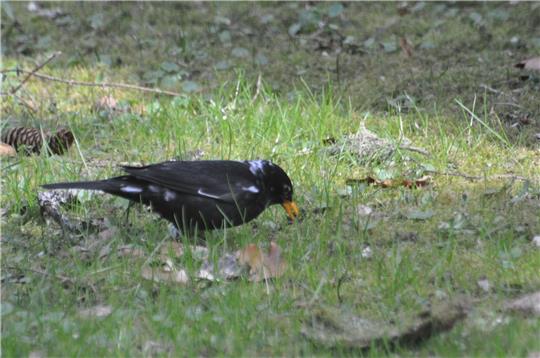 Hier ist ein sogenannter «Amsel-Weißling», eine Amsel mit weißen Flecken, zu sehen. Farbanomalien kommen weltweit und bei vielen Vogelarten vor, vor allem die schwarz gefärbten Arten fallen auf.