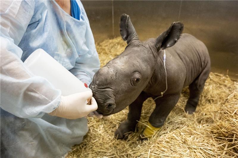 Zoo in Australien trauert: Seltenes Nashorn-Baby gestorben Hier scheint noch alles soweit in Ordnung. Das frisch geborene südliche Breitmaulnashornkälbchen wird am 21. März von einer Tierarzthelferin gefüttert.
