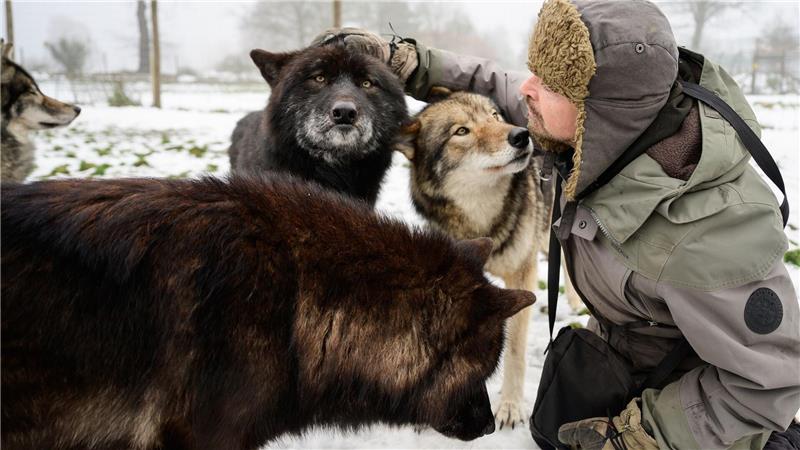 Hier streichelt er einige seiner Wölfe.