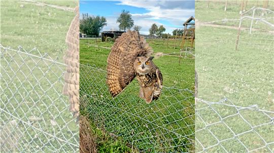 Hilflos zwischen Stacheldraht und Maschendrahtzaun: Nachdem Nabu-Mitglied Rolf Reichelt den Uhu befreit und Tierarzt Dr. Jürgen Brinkmann ihn versorgt hat, erholt sich der Vogel nun in der Pflegestation in Leiferde. Foto: Privat