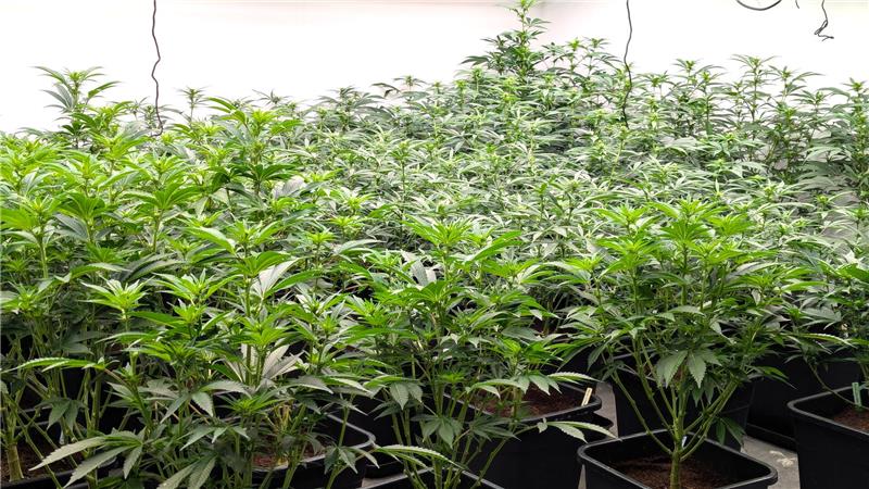 Cannabispflanzen in der Blütephase.