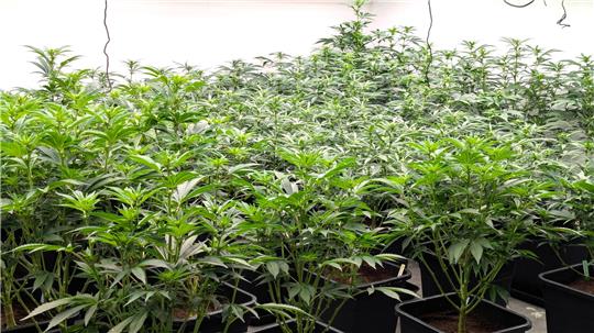 Cannabispflanzen in der Blütephase.