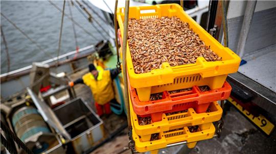 Hinter den Krabbenfischern liegen miese Wirtschaftsjahre. (Archivbild)