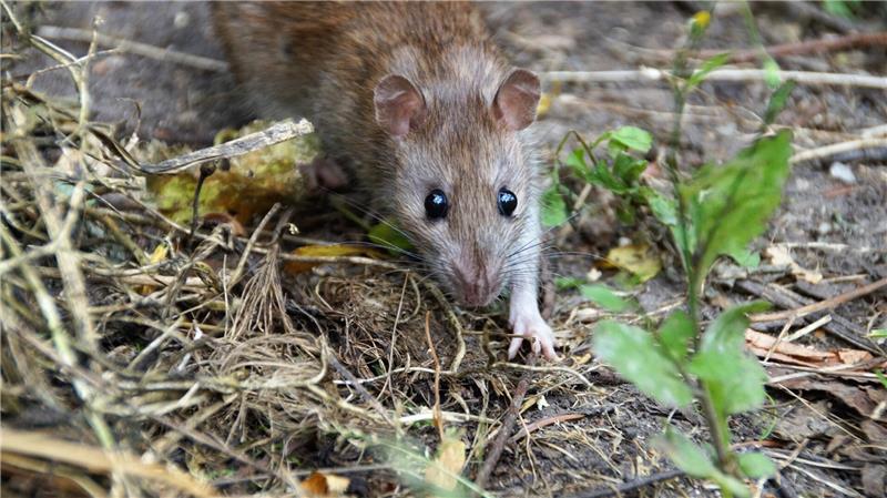 Hinter der Turnhalle bei der Grundschule treiben Ratten ihr Unwesen.
