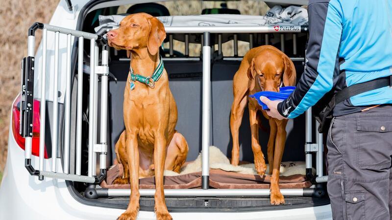 Checkliste: 7 Punkte für einen entspannten Urlaub mit Hund Hinter einem Transportgitter reisen Hunde im Auto besonders sicher.