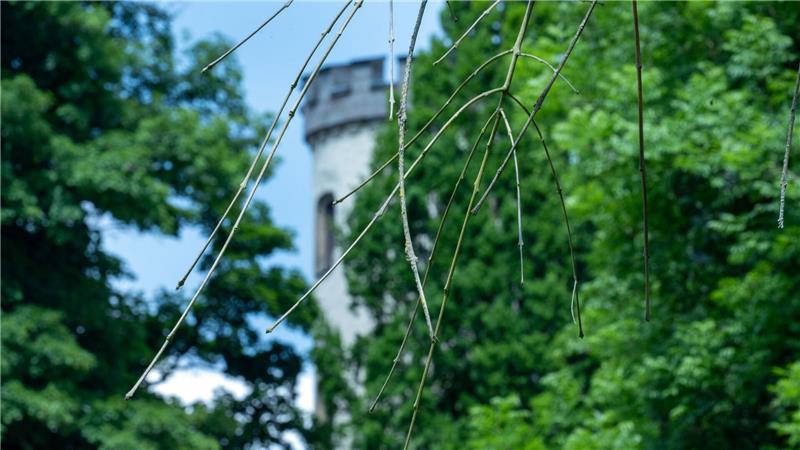 Hinter einer Trauer-Esche, deren Zweige vom Eschentriebsterben gezeichnet sind, ist ein Turm des Schlosses Rosenau zu sehen.