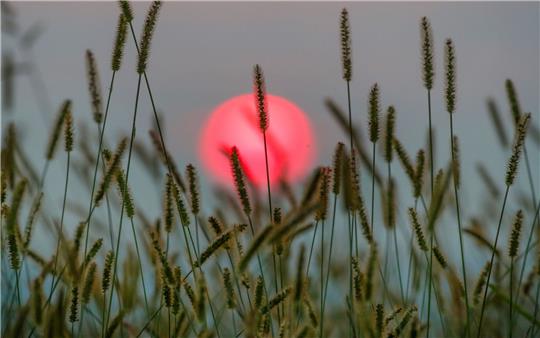 Hinter einer Wiese geht am Morgen die Sonne auf.