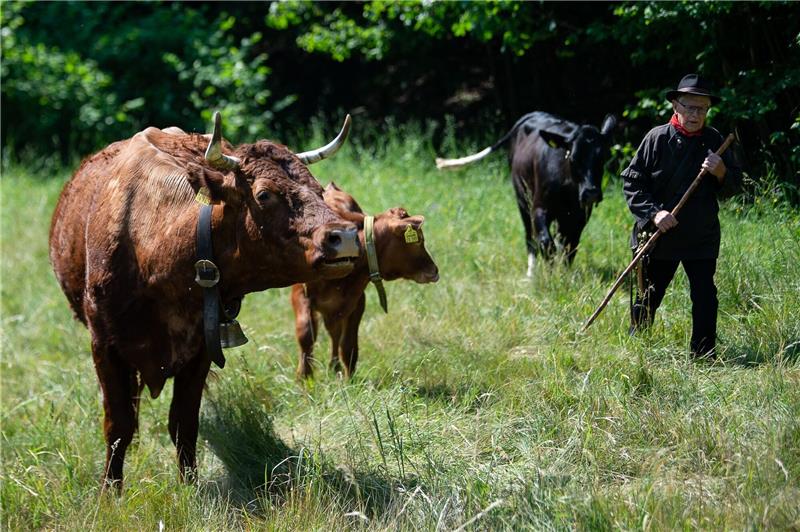 Hirte Siegfried Gorld treibt sein Harzer Rotes Höhenvieh beim Viehauftrieb auf eine Weide.