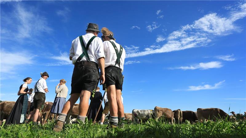 Hirten in Tracht: Viehscheid in Bayern
