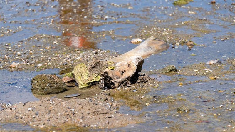 Hitze enthüllt Mammut-Unterkiefer im bulgarischen Donaudorf