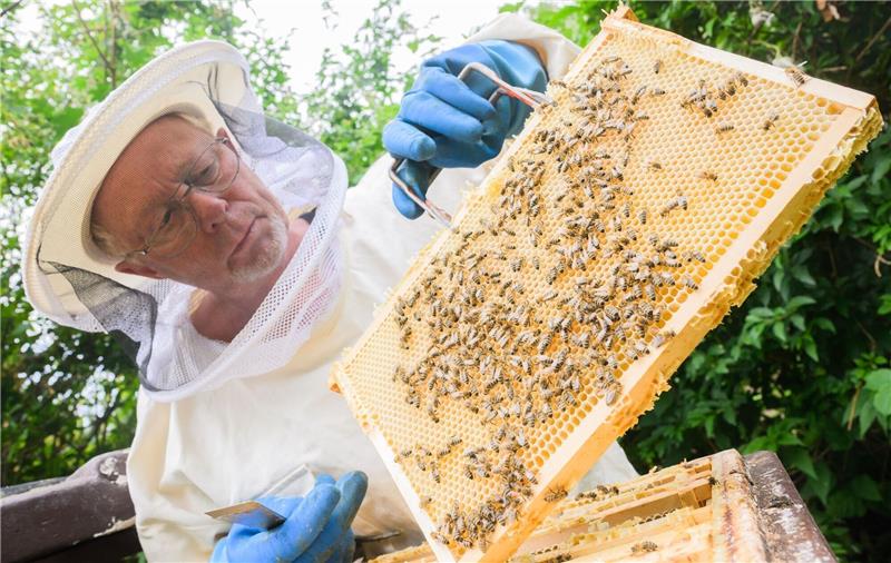 Honig als Hobby: Zahl der Imker in Niedersachsen wächst Hobbyimker Rainer Oberwelland steht an seinem Bienenstock in einem Garten in der Region Hannover.